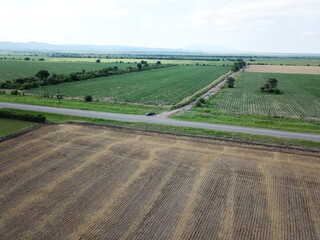 Fototapeta premium wheat plantation in northern Argentina
