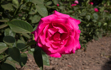 Beautiful hybrid rose spring blooming in the park. Closeup view of Rosa Caprice de Meilland, green leaves and pink petals blossom in the garden.
