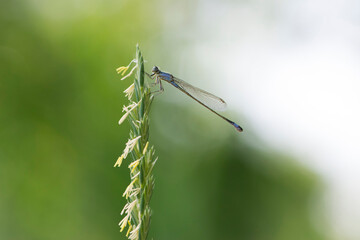 Grass with dragonfly at background sky . Silhouette of dragonfly sitting on tip of spikelet grass. blue dragonfly Coenagrionidae. natural blurred background. insect, space for text. soft focus