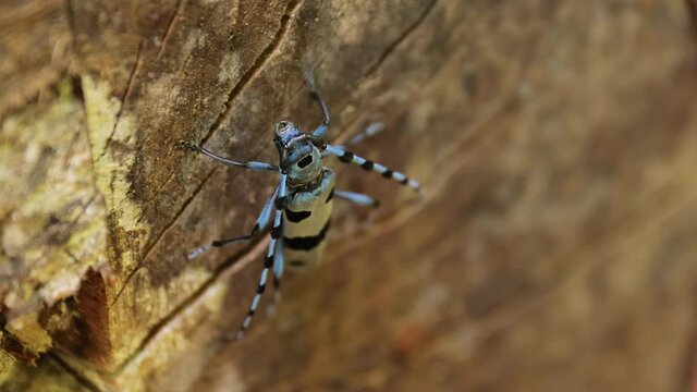 Alpine longhorn beetle Rosalia Alpina