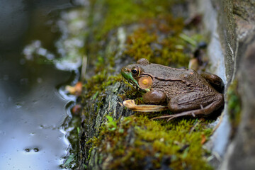 frog in the pond