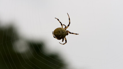 Araneus quadratus. a large cross spider sits in her spider's web and lurks for prey. spider on a web. macro nature. isolated on white. predator on the hunt. arthropod close-up