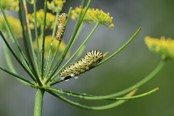 caterpillar on a flower
