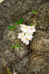 flowers in the garden