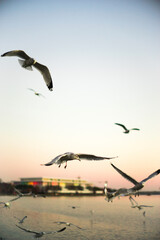 seagulls flying over Kennedy Center