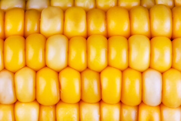 texture of boiled yellow corn grains