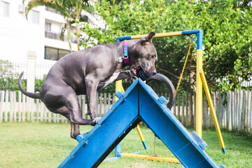 The pit bull dog climbs the ramp while practicing agility and playing in the dog park. Dog space with ramp-type toys and tires for him to exercise.