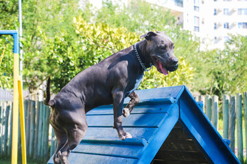 The pit bull dog climbs the ramp while practicing agility and playing in the dog park. Dog space...