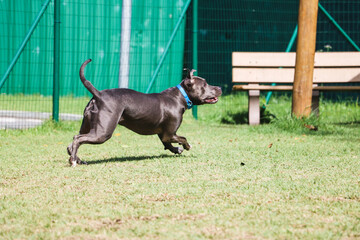 Pit bull dog playing in the park. Grassy area for dogs with exercise toys.