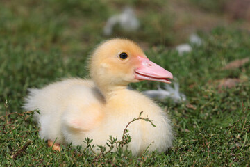 Closeup shot of an offspring of a duck on the grass