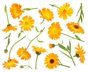 Set with beautiful calendula flowers on white background