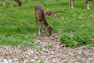 Young deer grazing in the field © Hel Fei/Wirestock