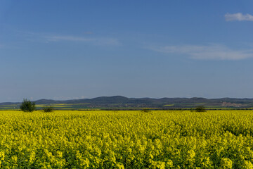 Blooming rapeseed field. Clear blue sky with glowing clouds. Cloudscape. Rural scene. Agriculture, biotechnology, fuel, food industry, alternative energy, environmental conservation. Bulgaria, Europe