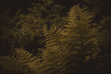 fern growing in a dark forest