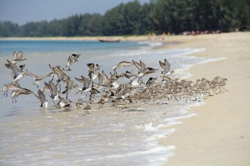 Seagull birds take off on the beach