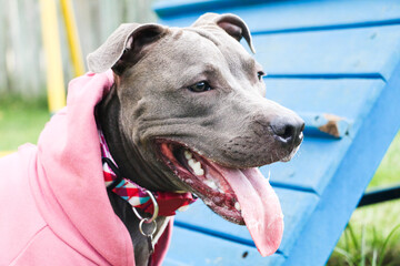 Pit bull dog in a pink sweatshirt playing in the park. Grassy area for dogs with exercise toys.