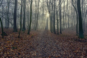 Obraz premium Trees in the autumn fog.