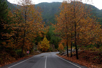 Newly paved empty mountain switchback road. Autumnal background with yellow leaves on trees wet...