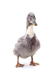 One brown duck.