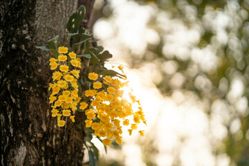 Closeup of dendrobium lindleyi on a tree in a field under the sunlight with a blurry background - obrazy, fototapety, plakaty