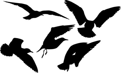 seagulls five silhouettes collection isolated on white