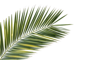 Tropical green palm leaf isolated on white background