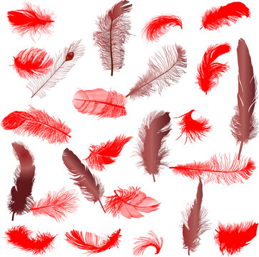 twenty four red feathers isolated on white