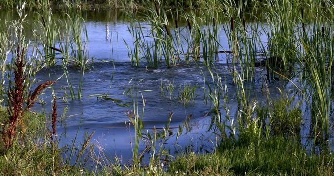 German Shorthaired Pointer dog jump into water to catch a stick and bring it back.