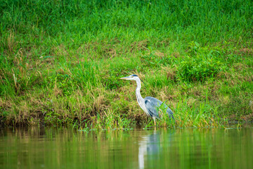 Great egret (Ardea alba) fishing in a river
