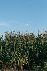 Corn field, sunrise in mexico.