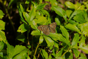 Speckled Wood Butterfly (Pararge aegeria) with open wings perched on green leaf in Zurich, Switzerland