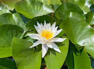White water lily (Nymphaea alba)