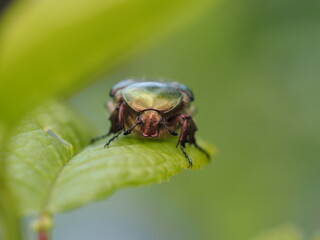 Der golden glänzende Rosenkäfer auf der Suche nach Futter