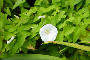 Calystegia sepium (hedge bindweed) It is an herbaceous perennial that twines around other plants, in a counter-clockwise direction.