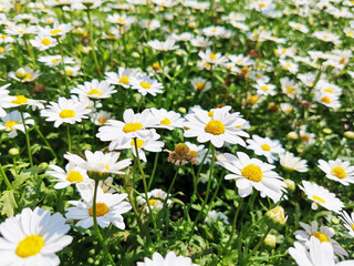 Chamomile flowers field close up
