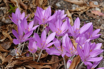 The autumn crocus (Colchicum autumnale) also makes its debut in early fall, though its foliage is...