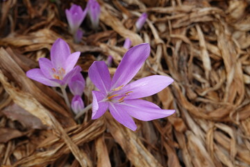 Autumn Crocus. Growing up to 4-6 inches tall and wide 10-15 cm, this Colchicum naturalizes easily...