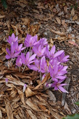 Colchicum autumnale, commonly known as autumn crocus or meadow saffron.