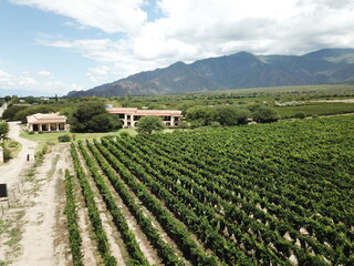 Fototapeta na wymiar mountainous vineyards in northern Argentina shooted with drone