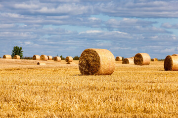 stacks of wheat straw were left after the wheat harvest