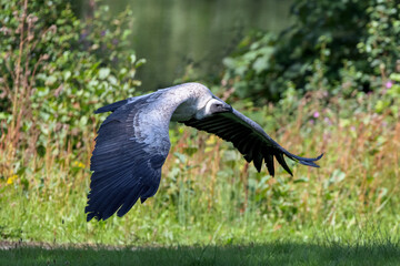 A white backed vulture shows its impressive wingspan