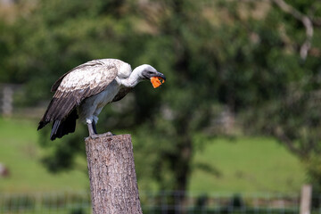 A white backed vulture sits on an old tree stump and feeds