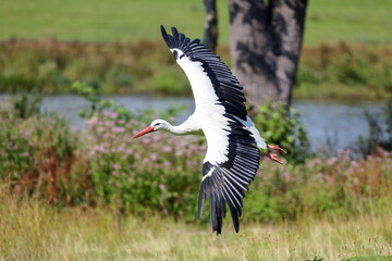 A white stork flies low to the ground