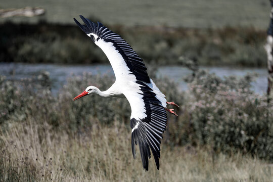 A white stork flies low to the ground