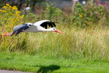 A white stork flies low to the ground