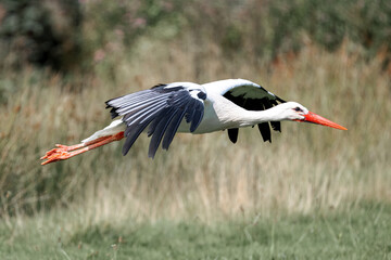 A white stork flies low to the ground