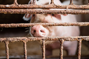 Zwierzęta gospodarskie trzymane w złych warunkach. Świnia w klatce. Hodowla zwierząt na ubój.  - obrazy, fototapety, plakaty