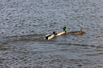 beautiful waterfowl ducks in spring or summer