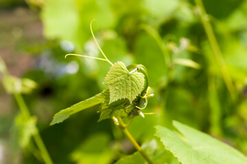 green leaves of grapes in the spring season