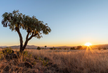 Obraz premium Cabbage tree at sunrise